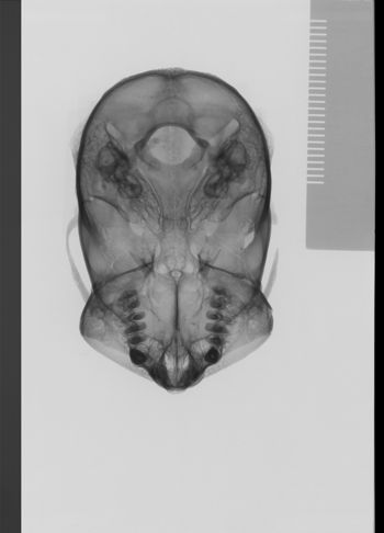 Media type: image;   Mammalogy 30602 Description: sagittal;
